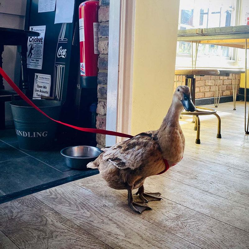 A duck wandering through the pub doorway